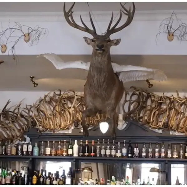 Mounted deer with wings above bar display.