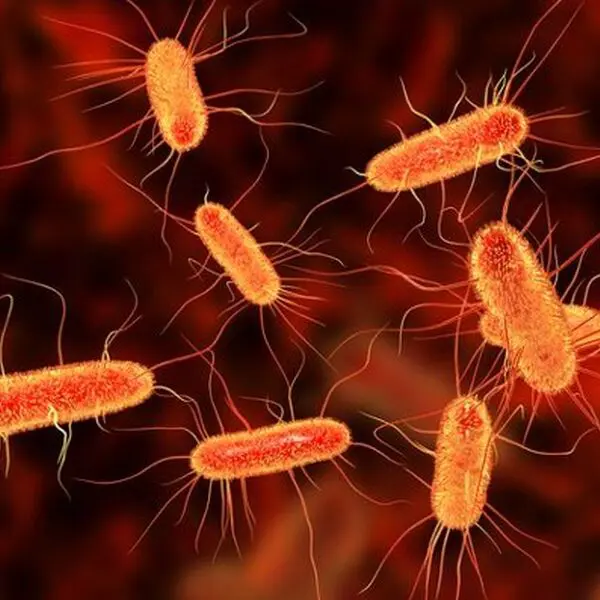 Microscopic view of orange bacteria under magnification.