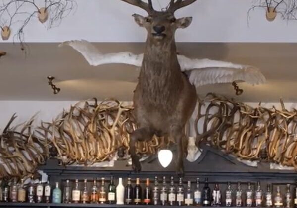 Mounted deer with wings above bar display.