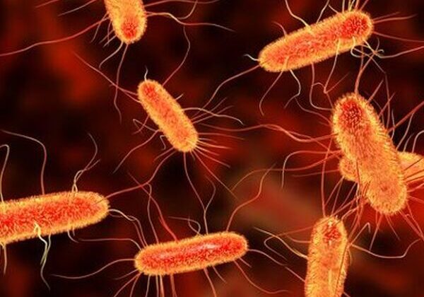 Microscopic view of orange bacteria under magnification.