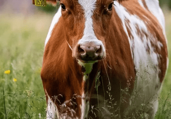 Brown and white cow standing in field.